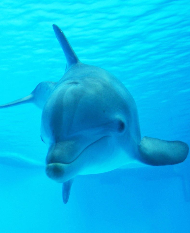 Dolphin