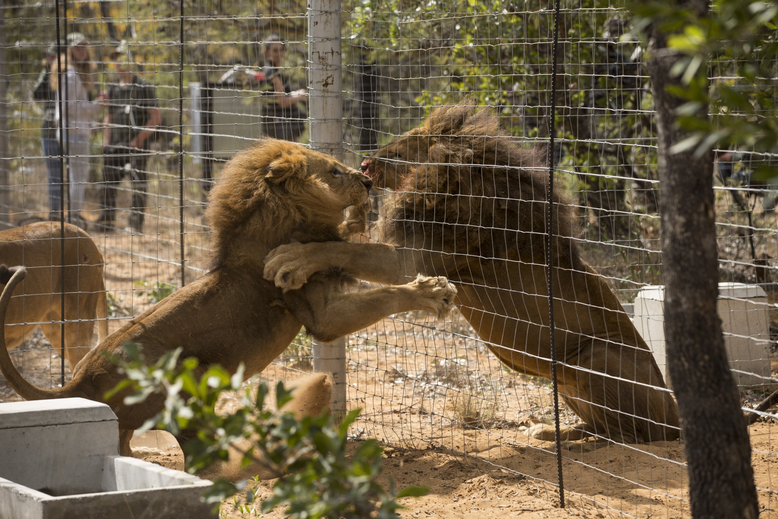 lions south africa