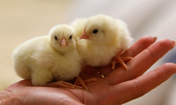 CDC warns of increased salmonella infections after people keep petting chickens.