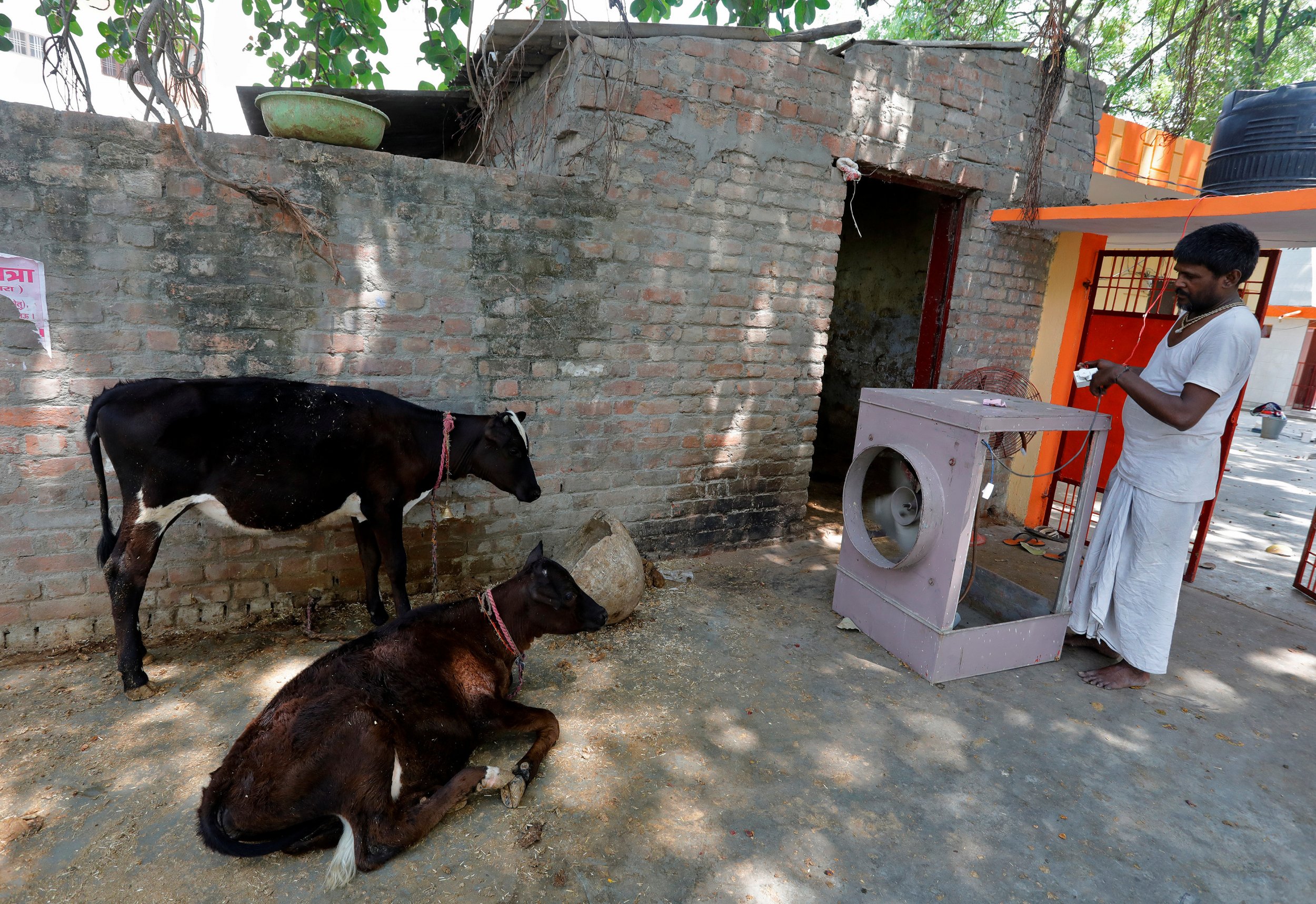 Man cow aircon