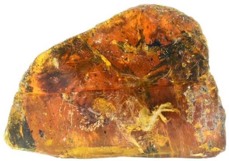 baby bird in amber