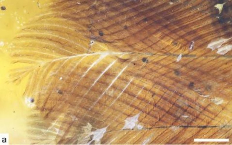 feathers