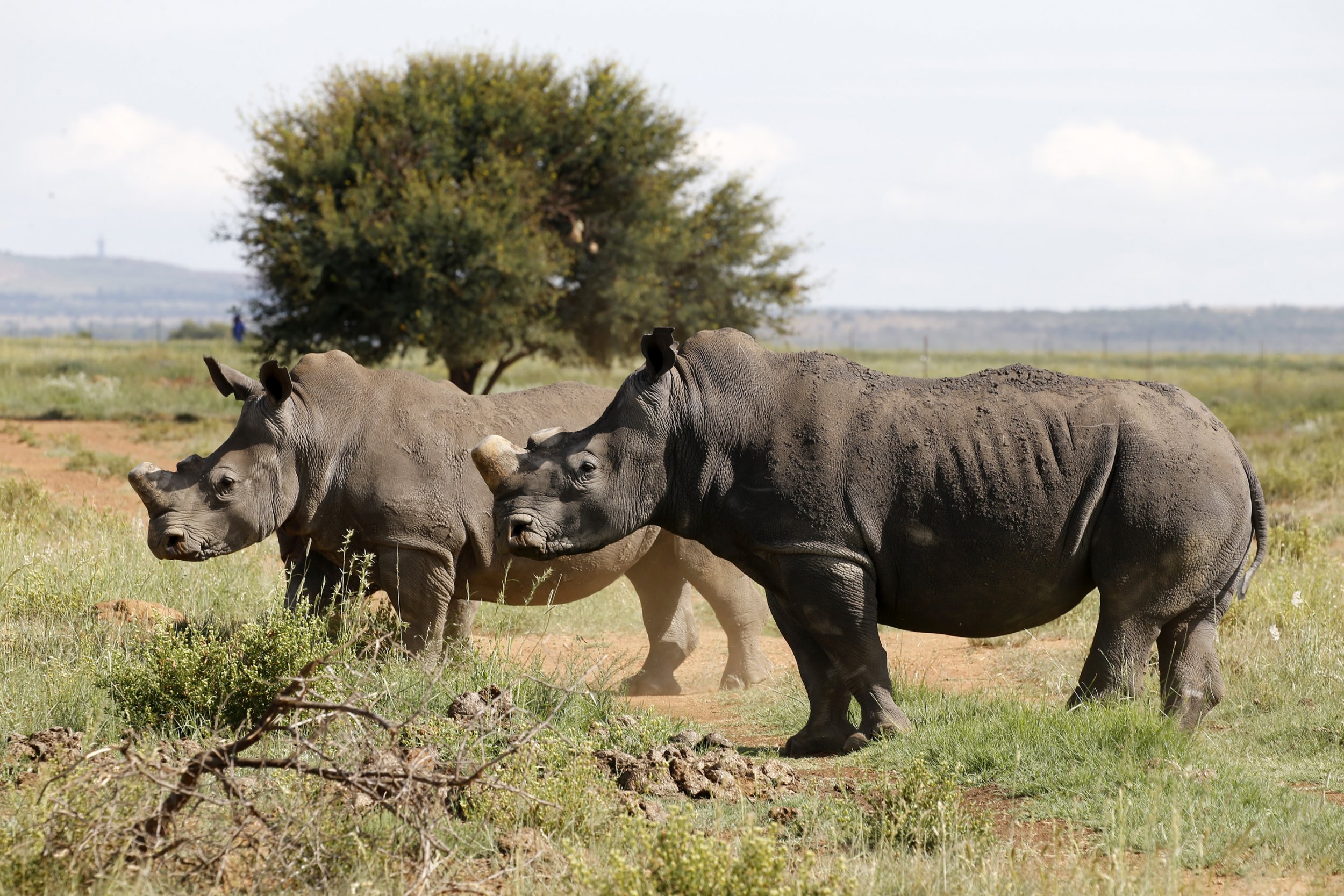 Black rhinoceros South Africa