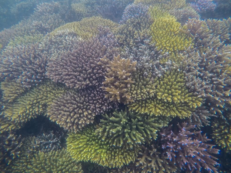 New Caledonia lagoon