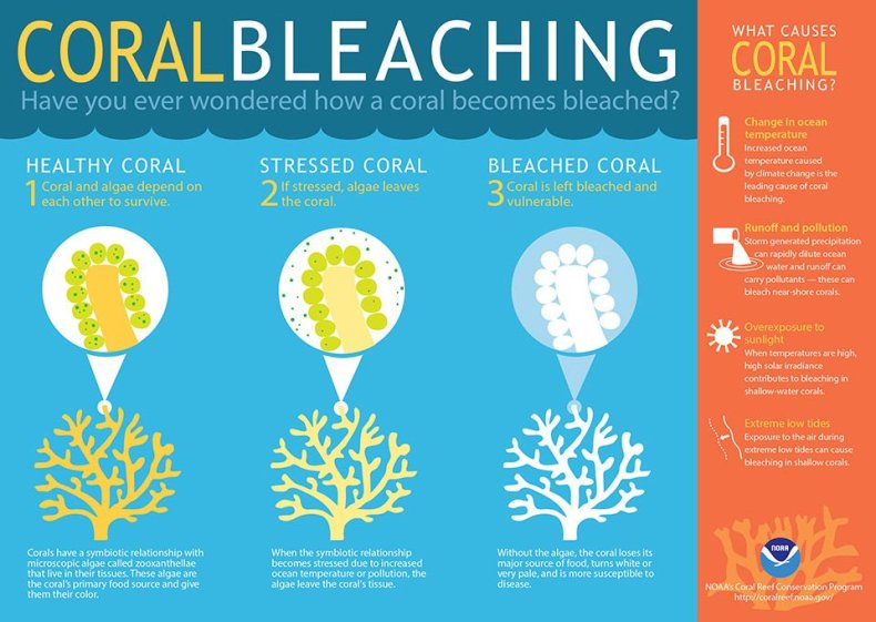 coral bleaching
