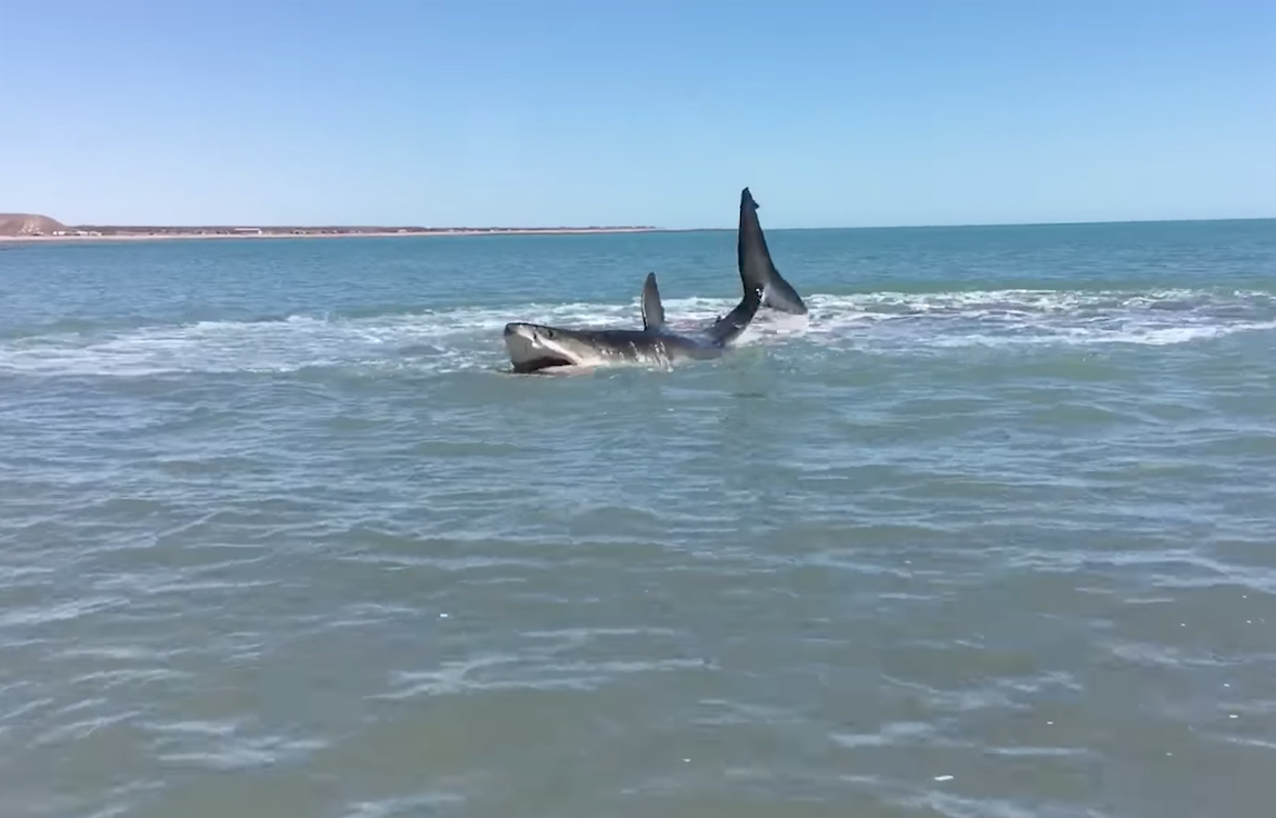 great white shark in shallow water