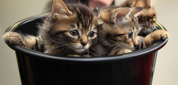 A man in China is arrested after stealing 500 cats to sell to restaurants