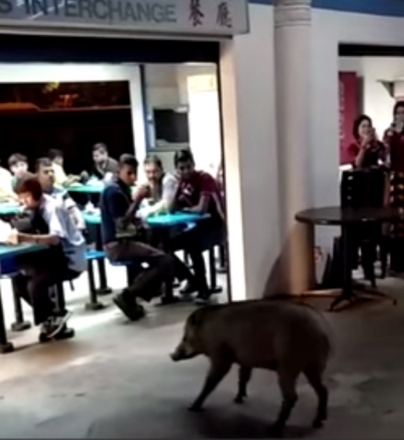 Boars Boars
