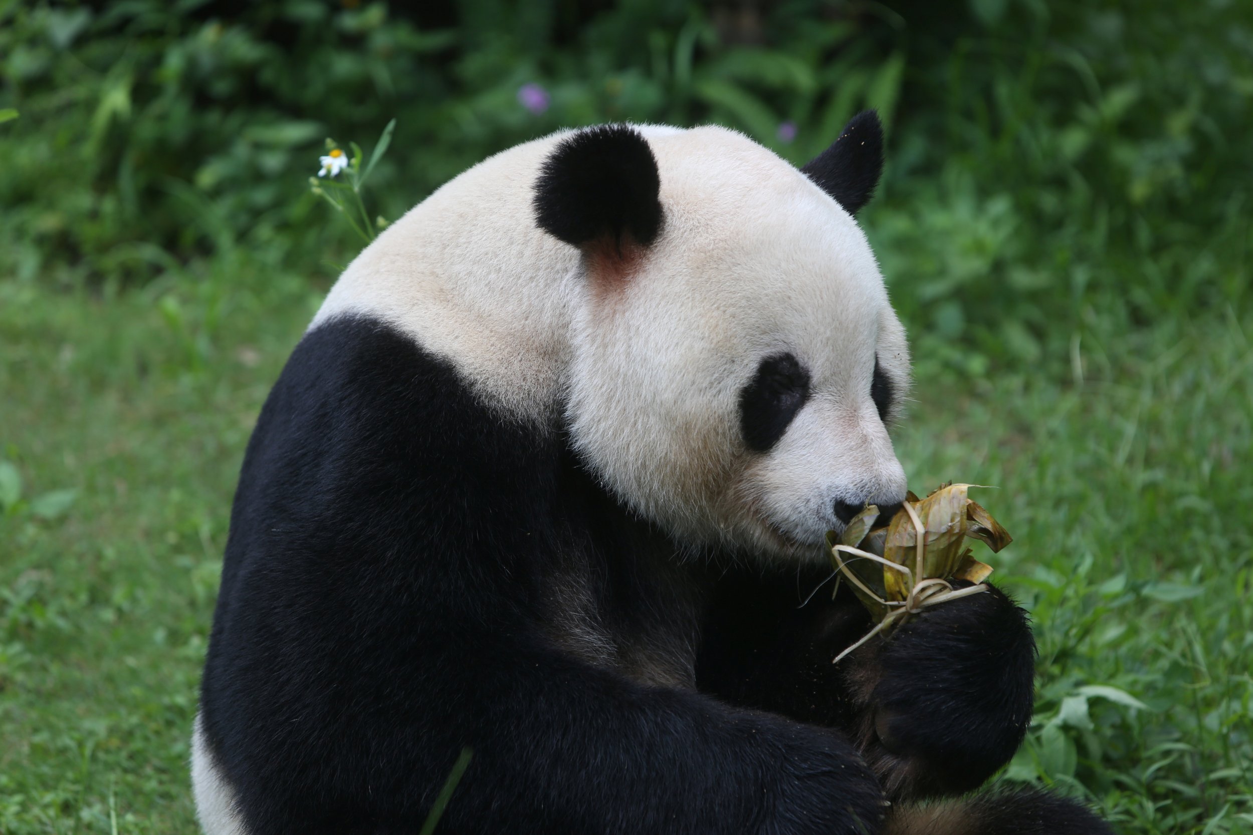 Panda porn