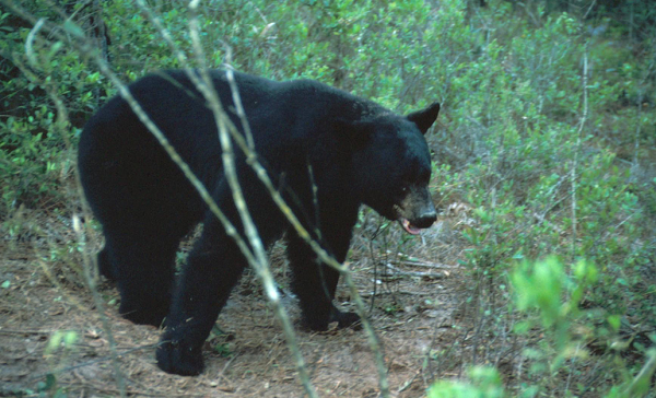 A black bear in Alaska kills a 16-year-old boy during a mountain race