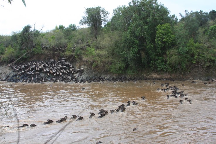 wildebeest-swimming wildebeest-swimming