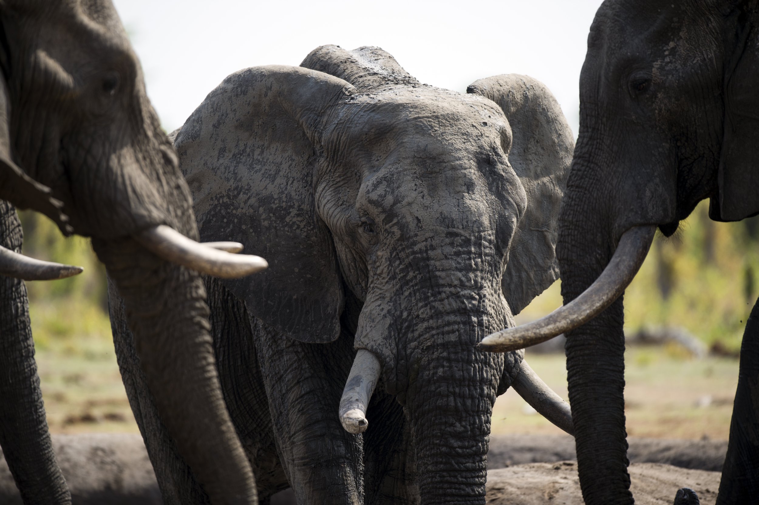 African elephants Hwange