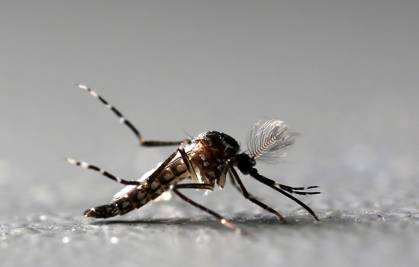 Aedes Aegypti mosquito