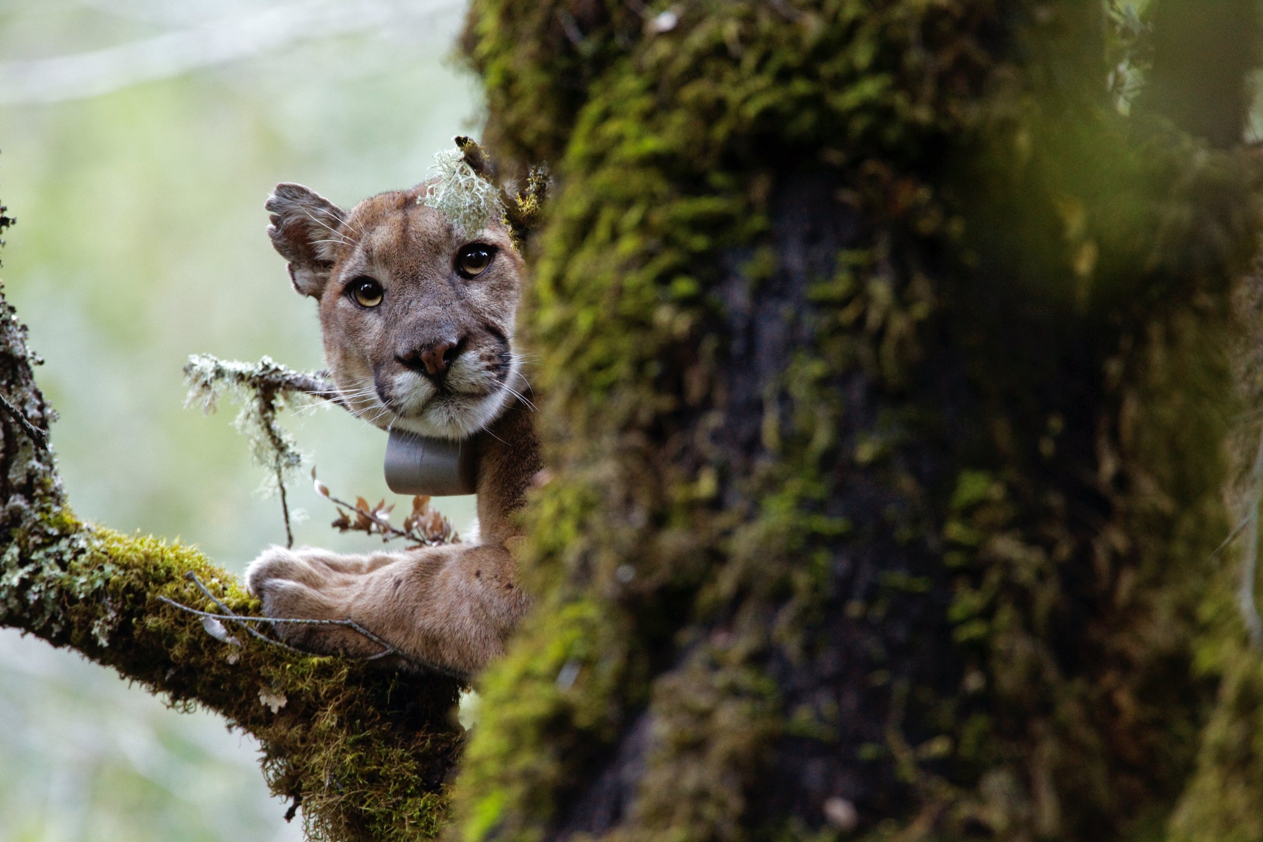 scared-puma