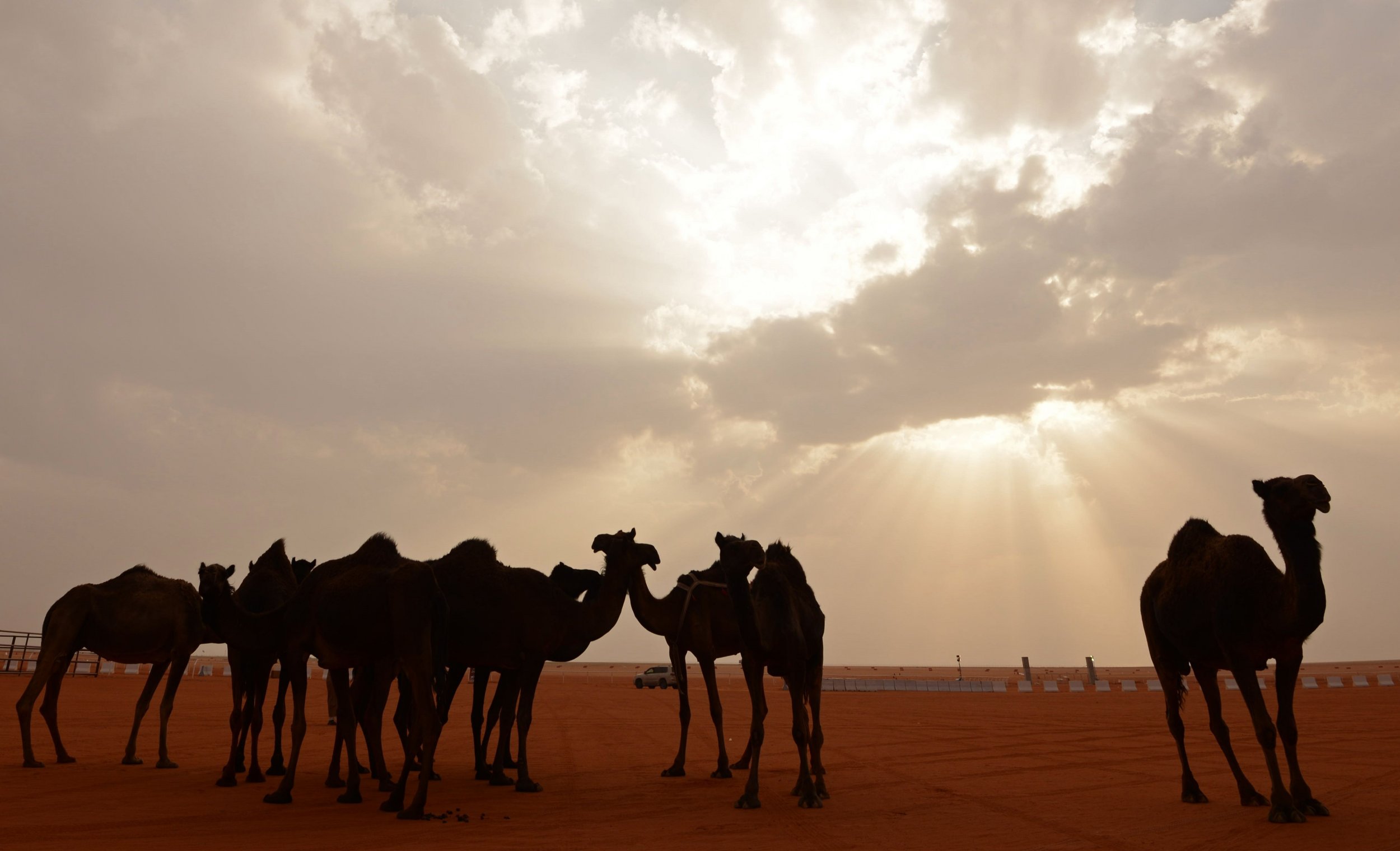 Saudi Arabian Camels