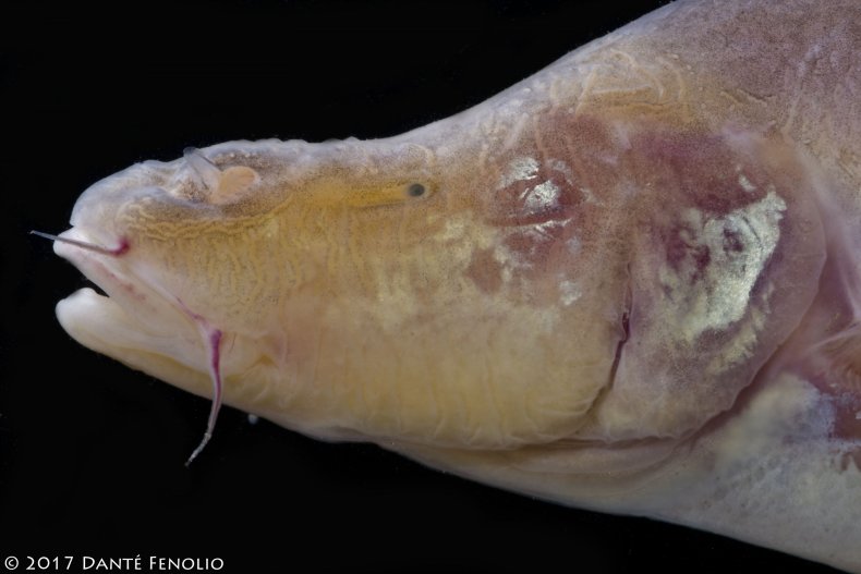 Sinocyclocheilus+cyphotergous%2C+Image+No1