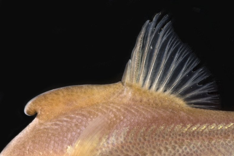 Sinocyclocheilus+cyphotergous%2C+Image+No3