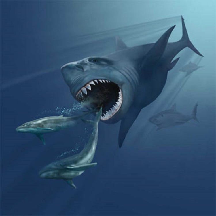 Megalodon: World's Biggest Shark Was Wiped Out During A Global ...