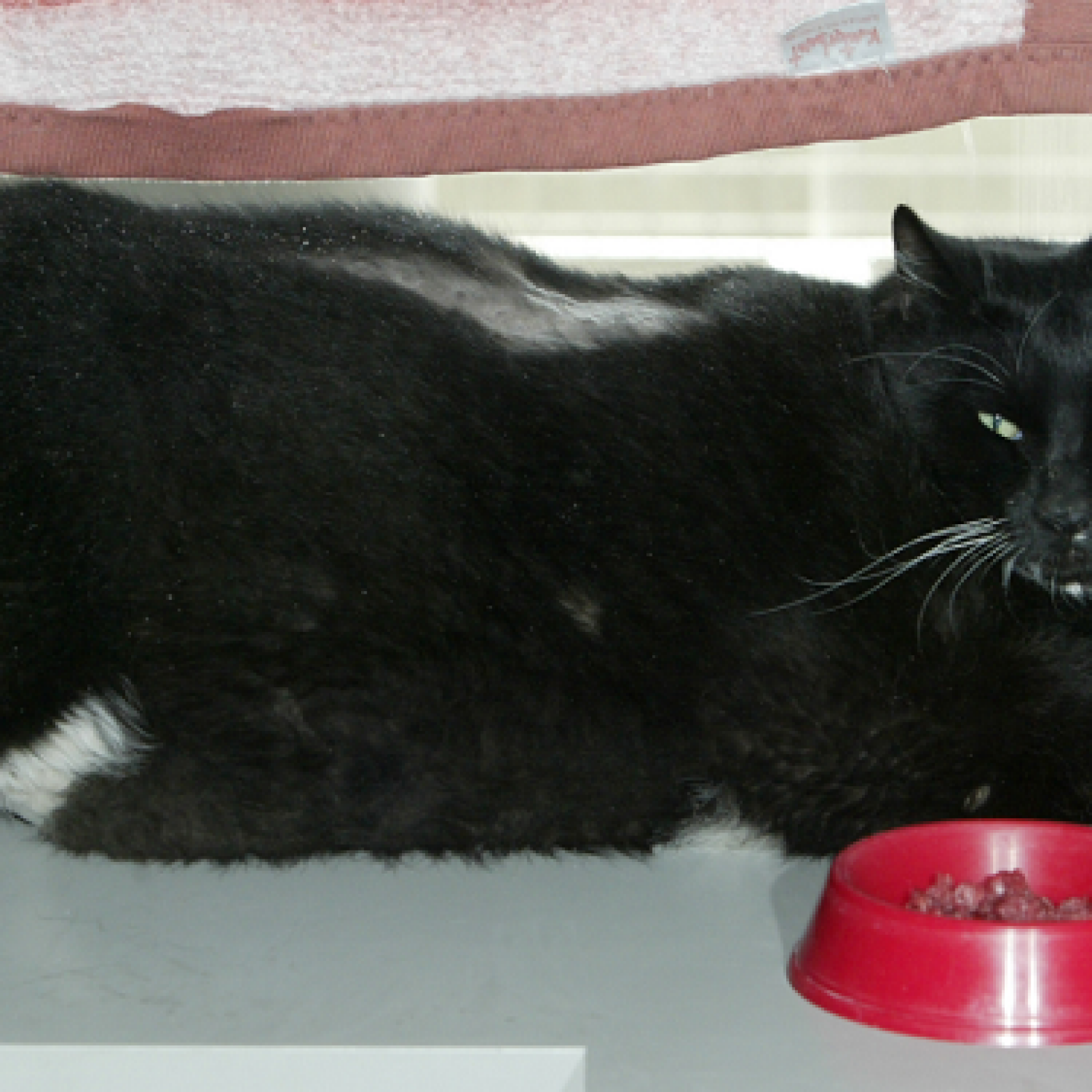 Why Is Your Cat So Fat Pets Like People Are Becoming Increasingly Overweight In The U S