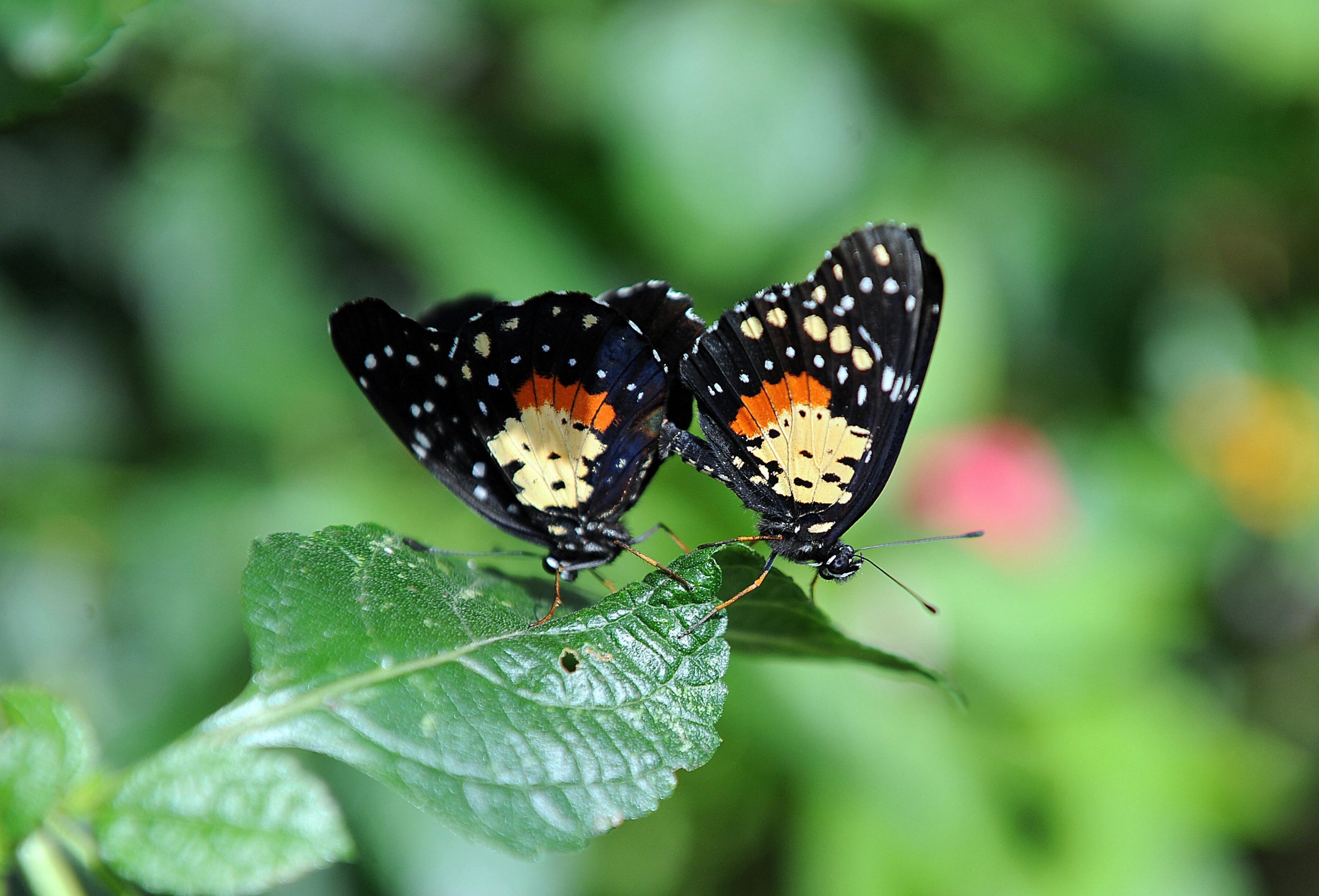 Great Sex These Butterflies Have Giant Sperm Packages And Vaginal Jaws Newsweek