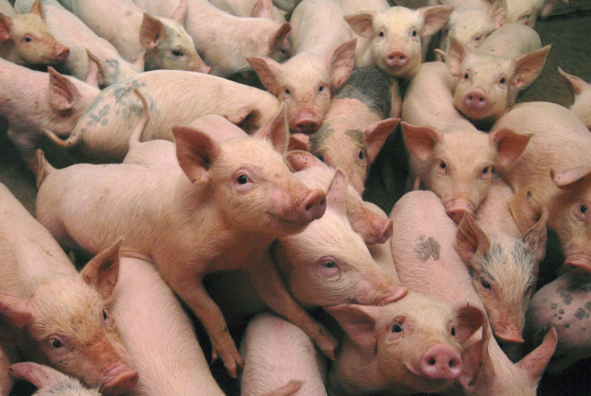 Watch: Pigs Close Down I-45 Highway in Texas, Trotting Among Cars and