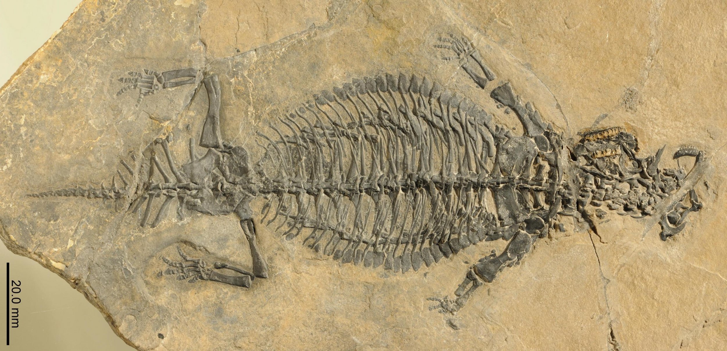 Eusaurosphargis dalsassoi: Exceptional Ancient Lizard Fossil Astonishes ...