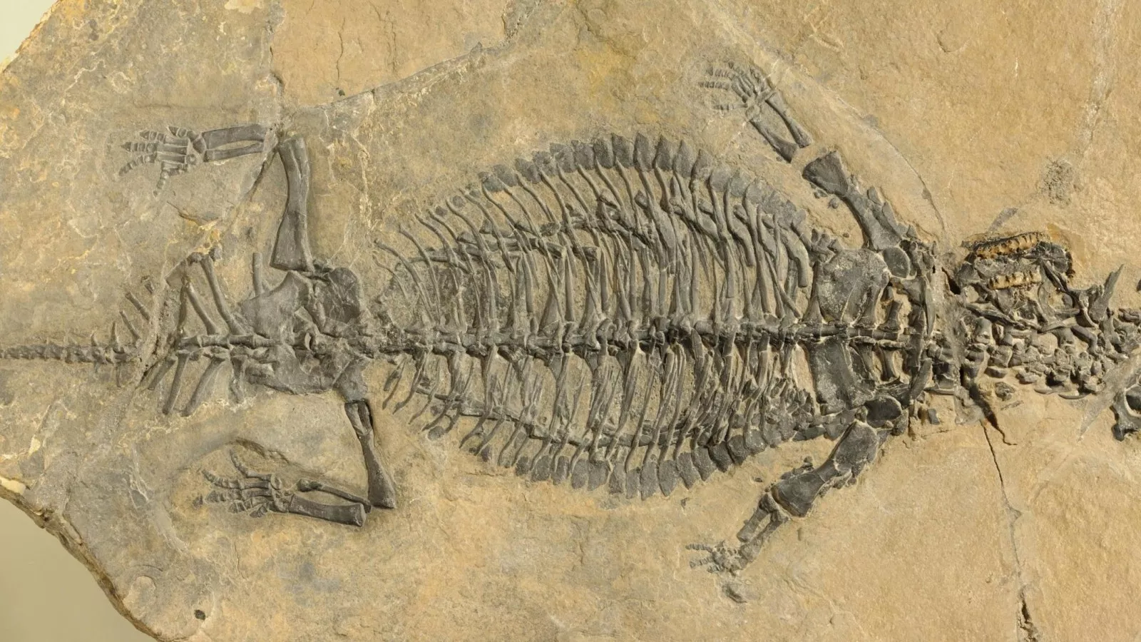 Окаменелости Триасового периода. Скелеты Триасового периода. Скелеты динозавров Триасового периода. Eusaurosphargis dalsassoi.