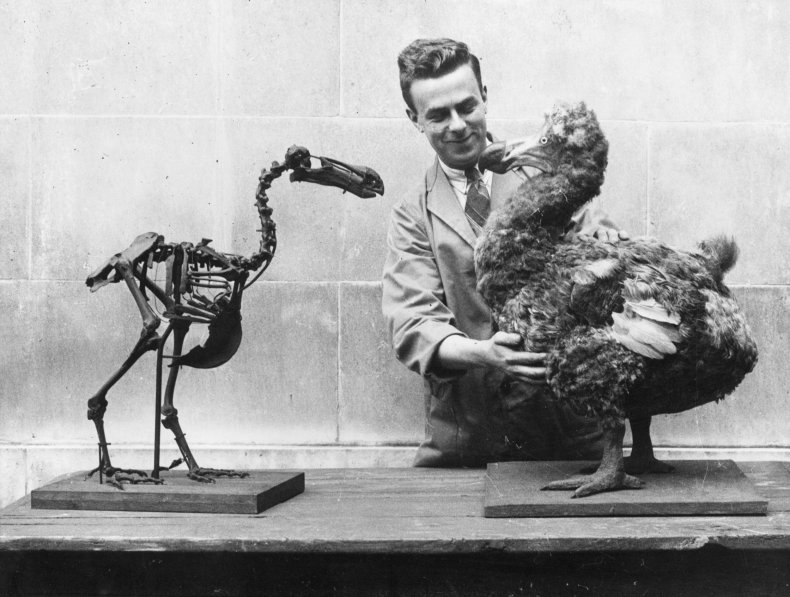 dodo