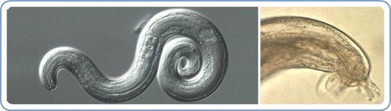 ACantonensis