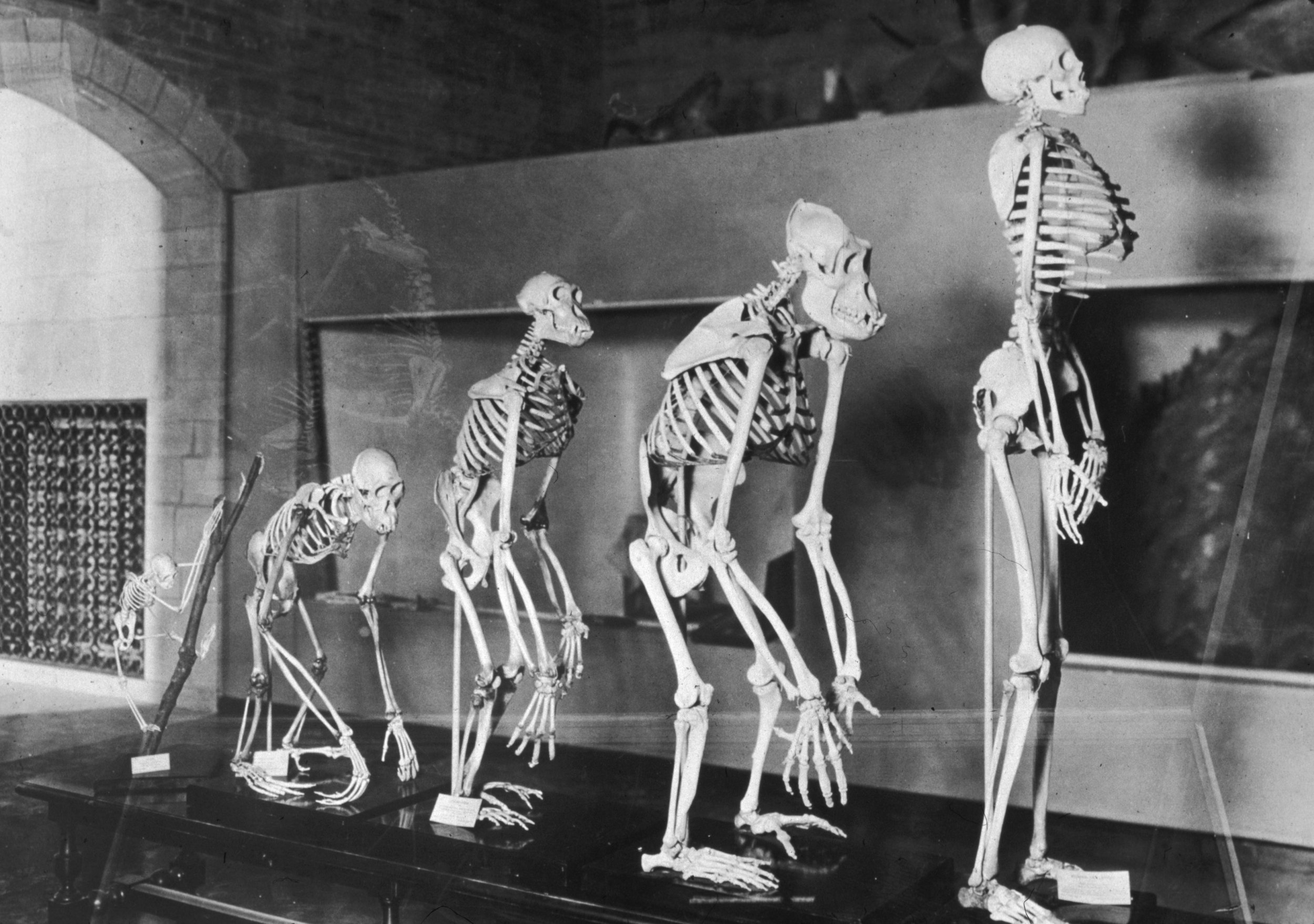 Human Evolution: Africa Exodus Made Homo Sapiens Shorter and Gave Them ...