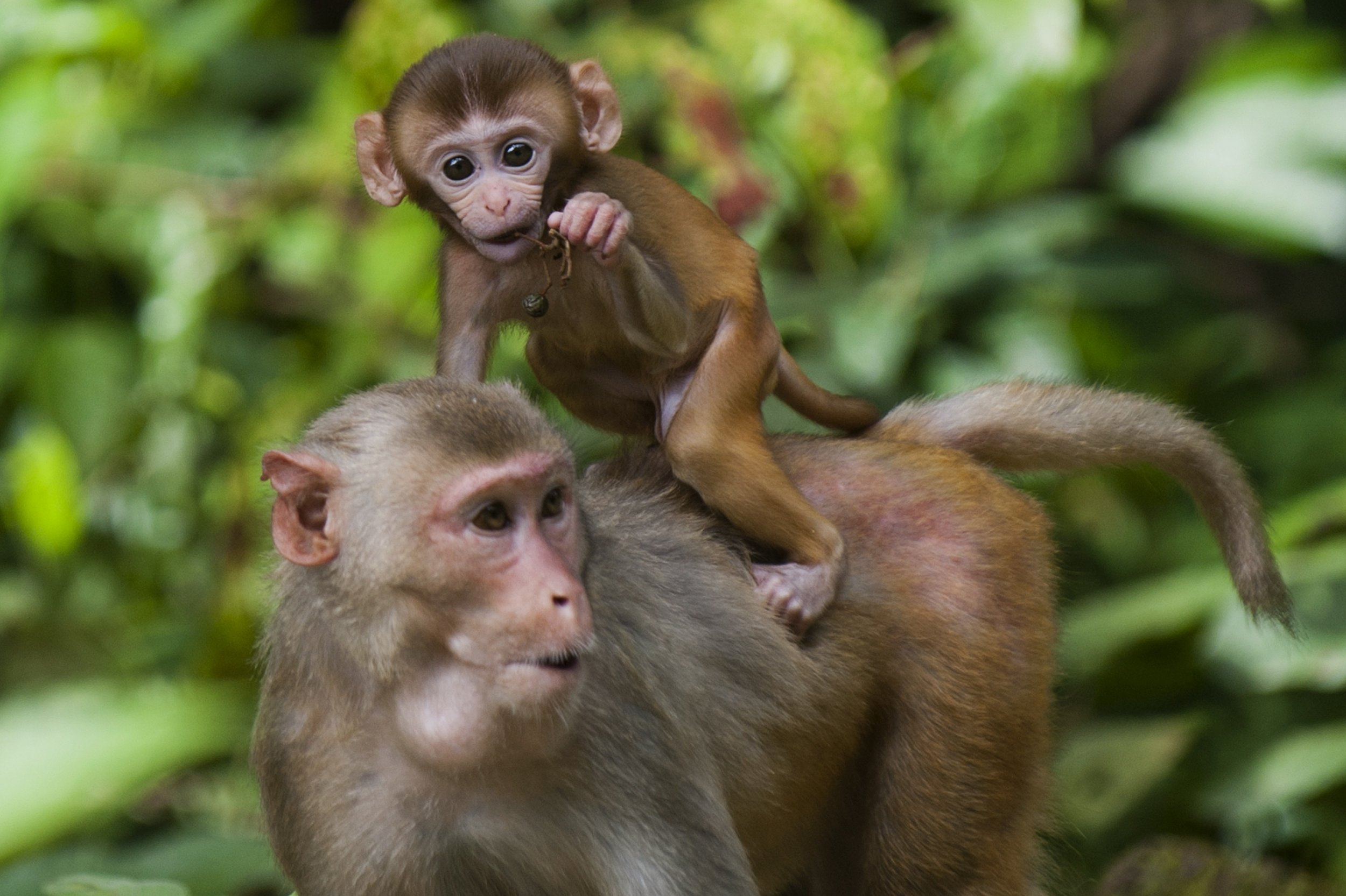 Monkey 'Attack' Video in Florida State Park Shows Wild Apes Chasing