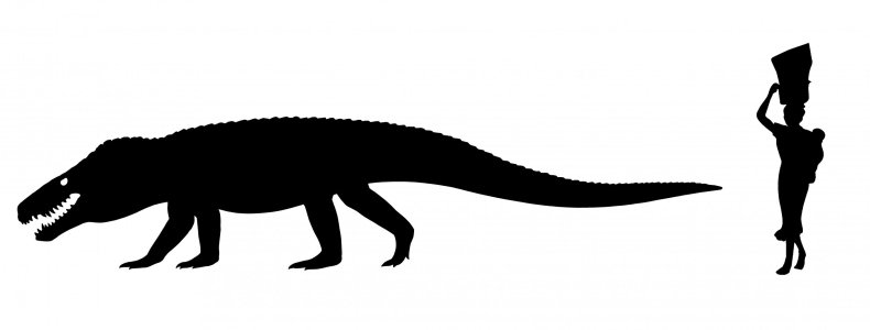 Giant ancient croc compared to a human