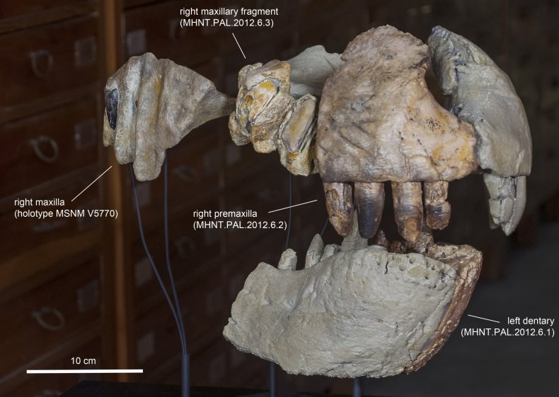 Reconstruction of the jaws of a giant ancient crocodile