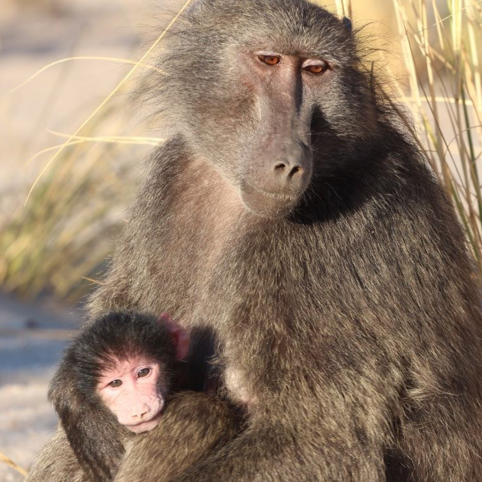 Evolution of Sexual Intimidation: Male Baboons Beat up Females to Increase Mating  Success