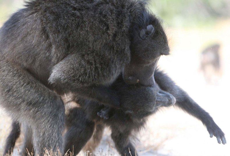 baboon