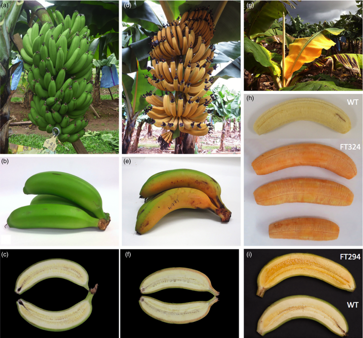 Какие бывают бананы. Бананы сорта. Разные бананы. Разные цвета бананов. Бананы разные сорта.