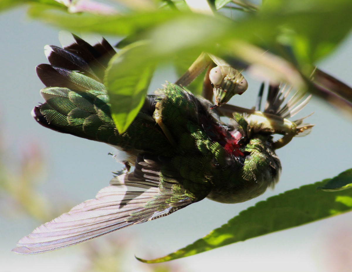 mantis-hummingbird