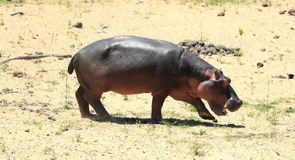 The world's oldest hippo in captivity, Bertha, has died