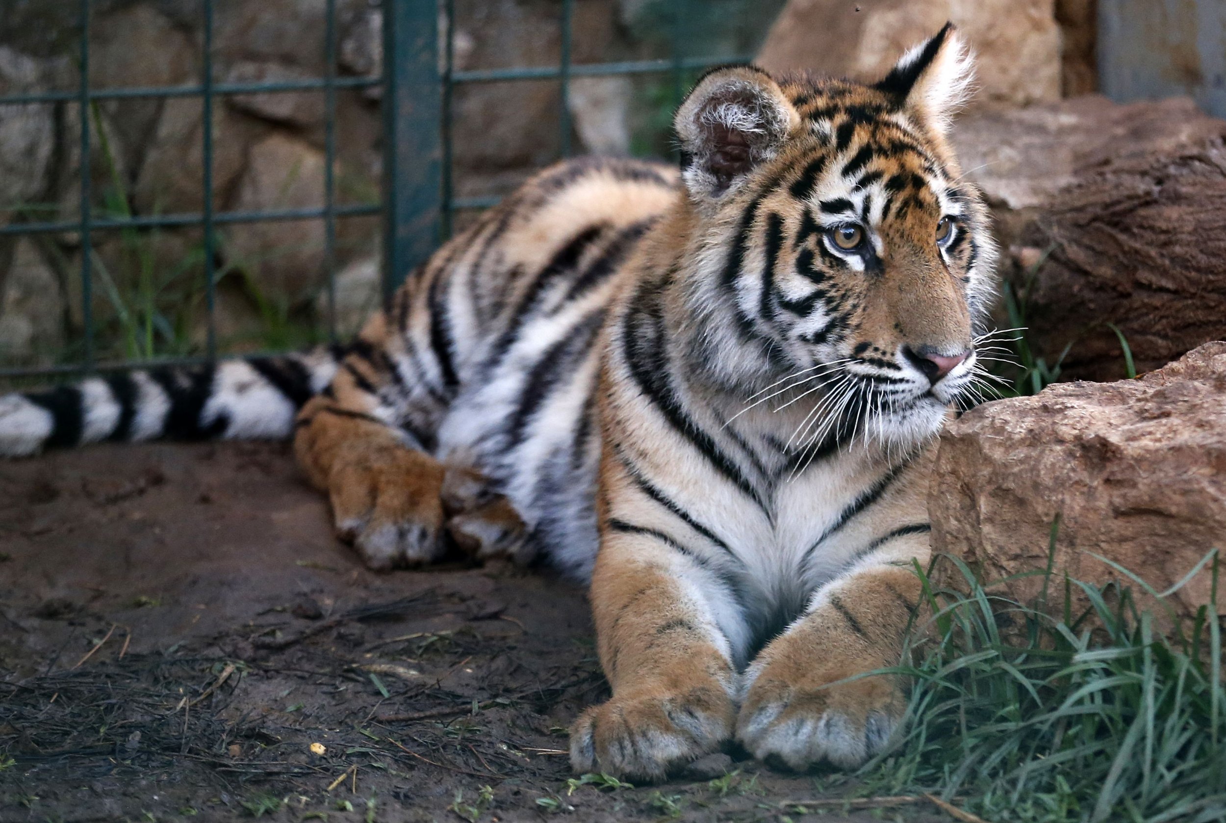 group of siberian tigers