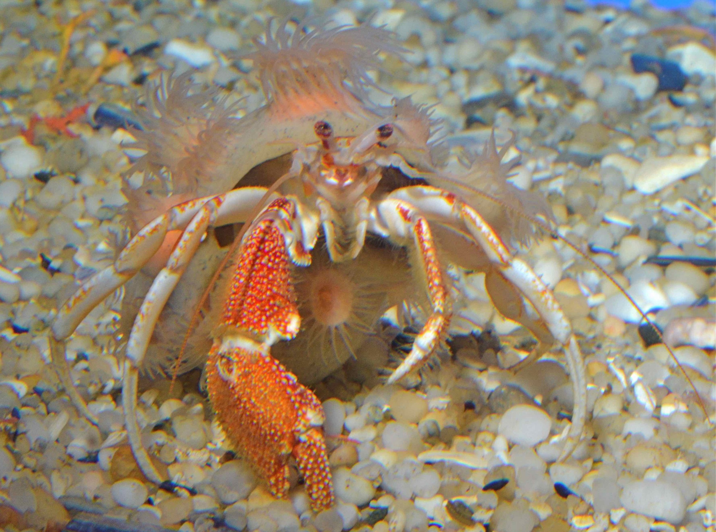 new-species-of-green-eyed-crab-has-an-odd-home-a-coat-of-live-animals