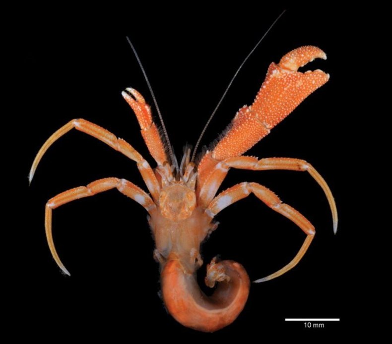 green-eye-hermit-crab