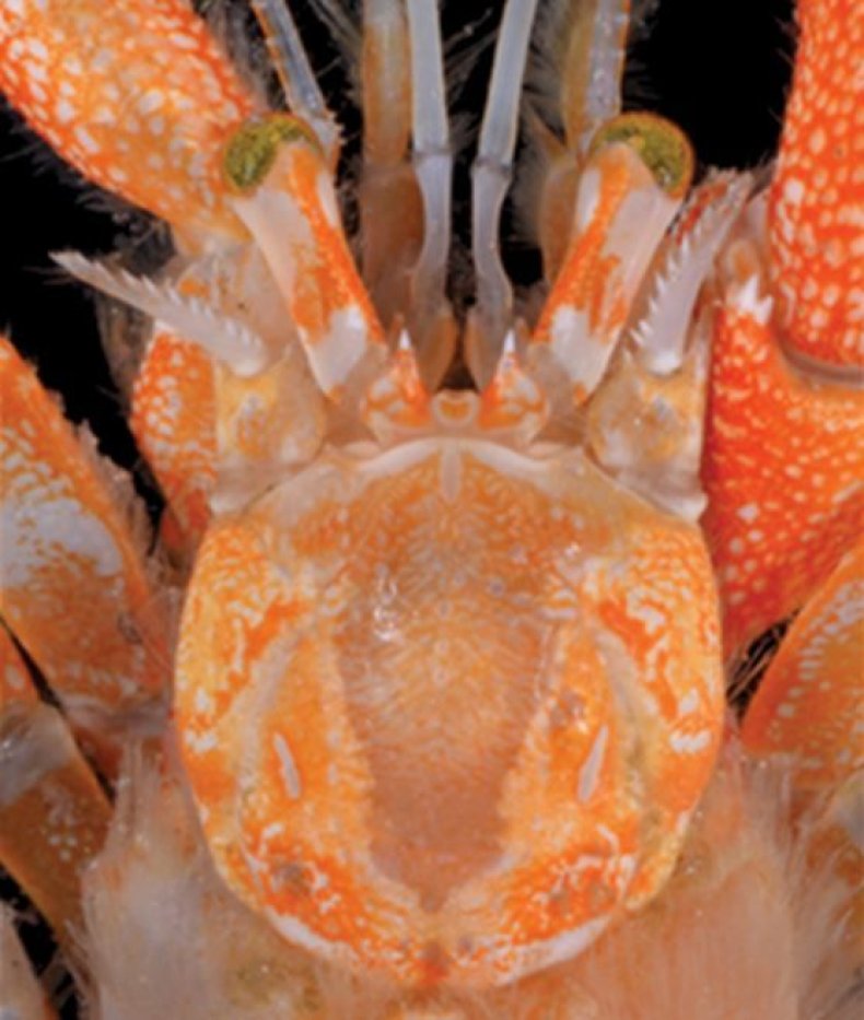 crab-eyes