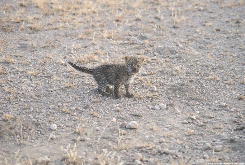 leopard-cub