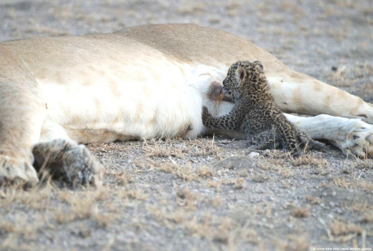 leopard-cub-suckling