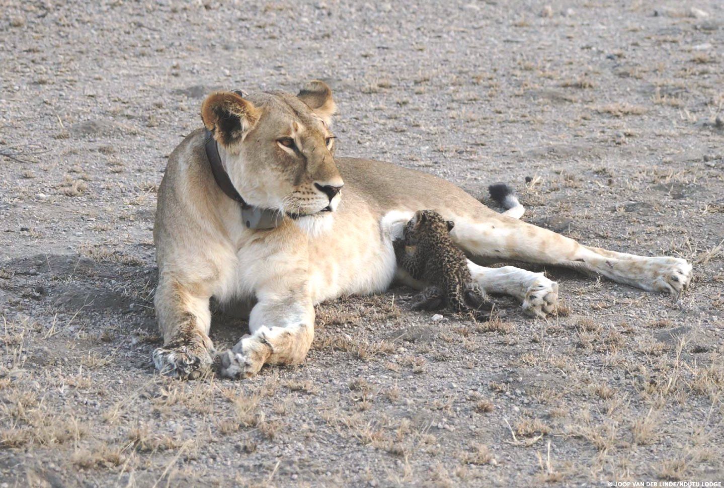 lioness-leopard