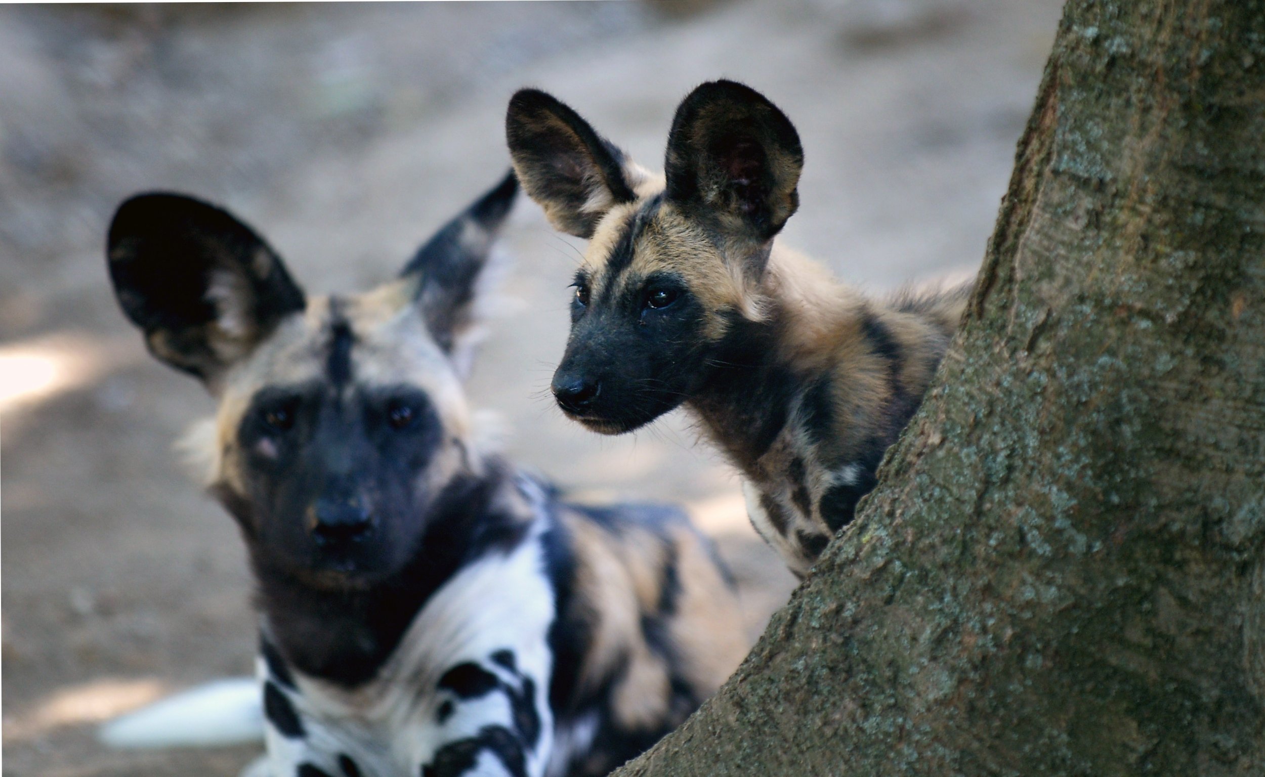 African wild dogs