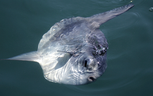 Biggest Ocean Sunfish Found in New Zealand Is the First Species of Its ...