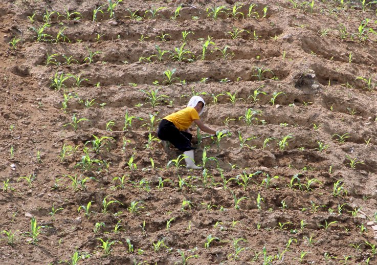 North Korea farm drought North Korea farm drought