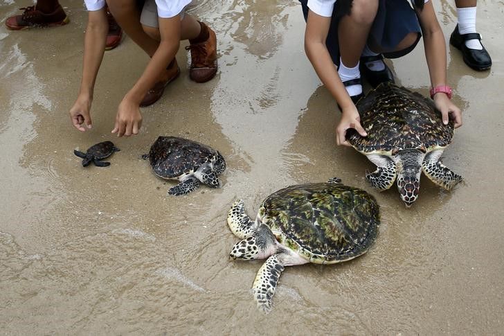 Sea Turtles release