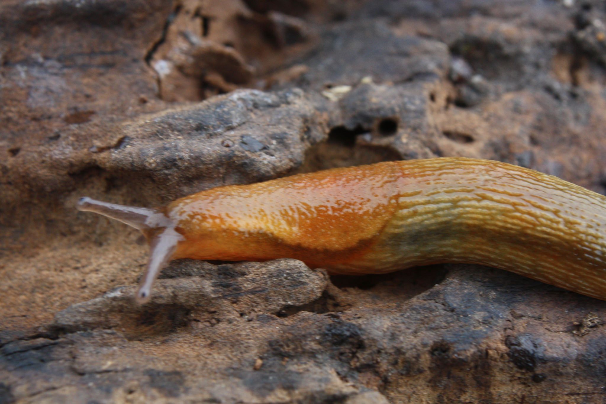 Dusky Slug 